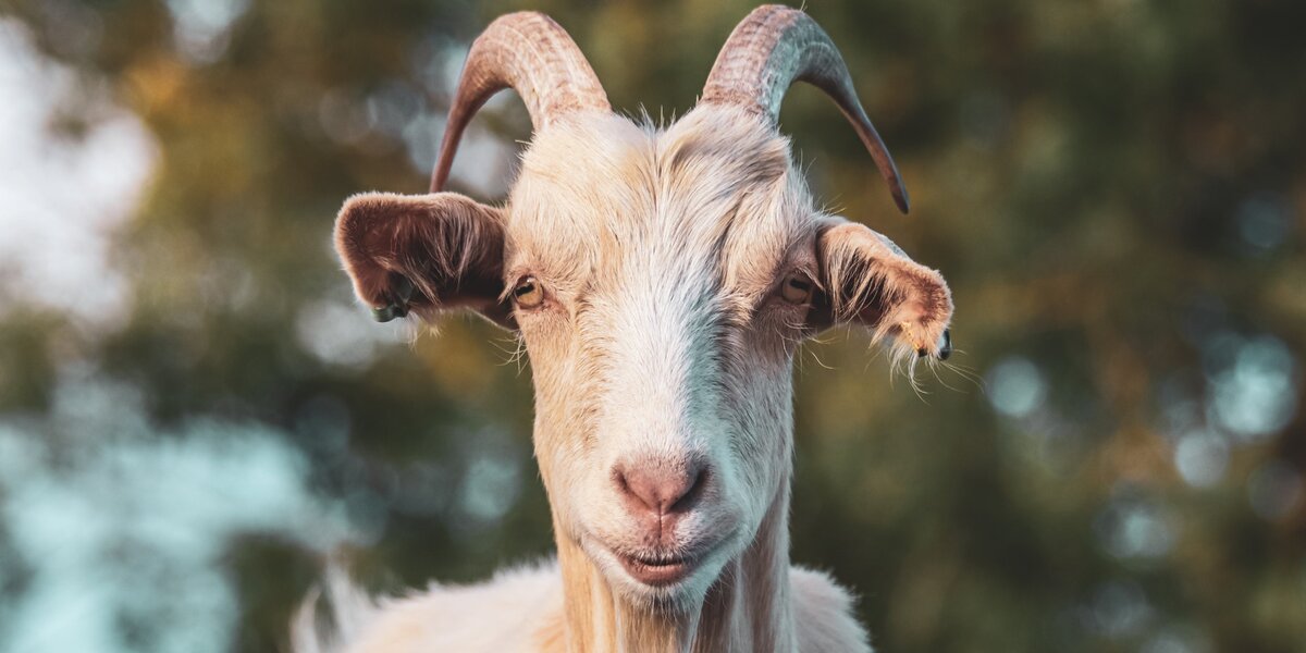 foto ravvicinata del muso di una capra Hircus