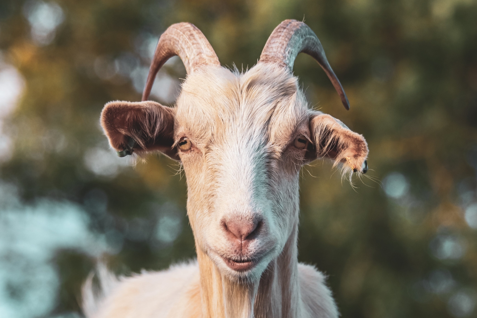 foto ravvicinata del muso di una capra Hircus