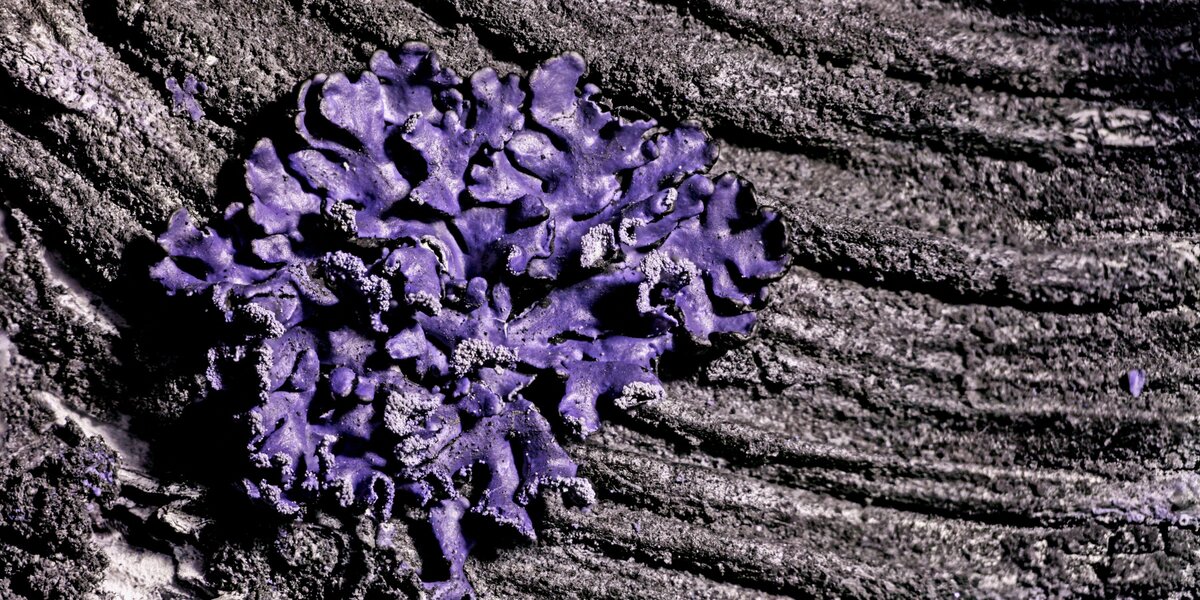 un lichene di colore viola su una superficie grigia