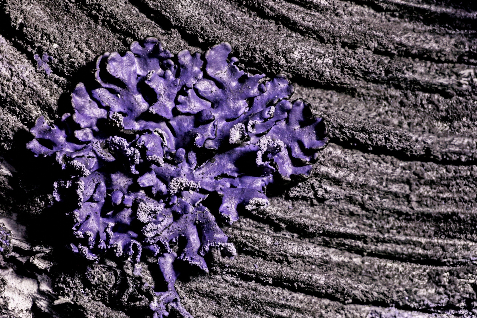 un lichene di colore viola su una superficie grigia
