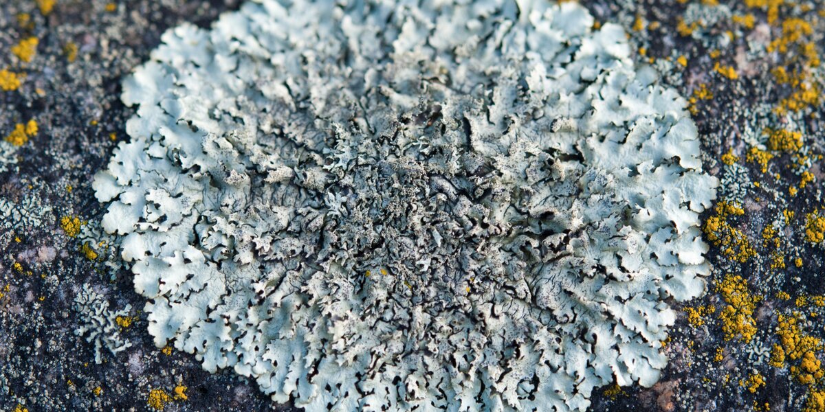 Lichene bianco su fondo grigio