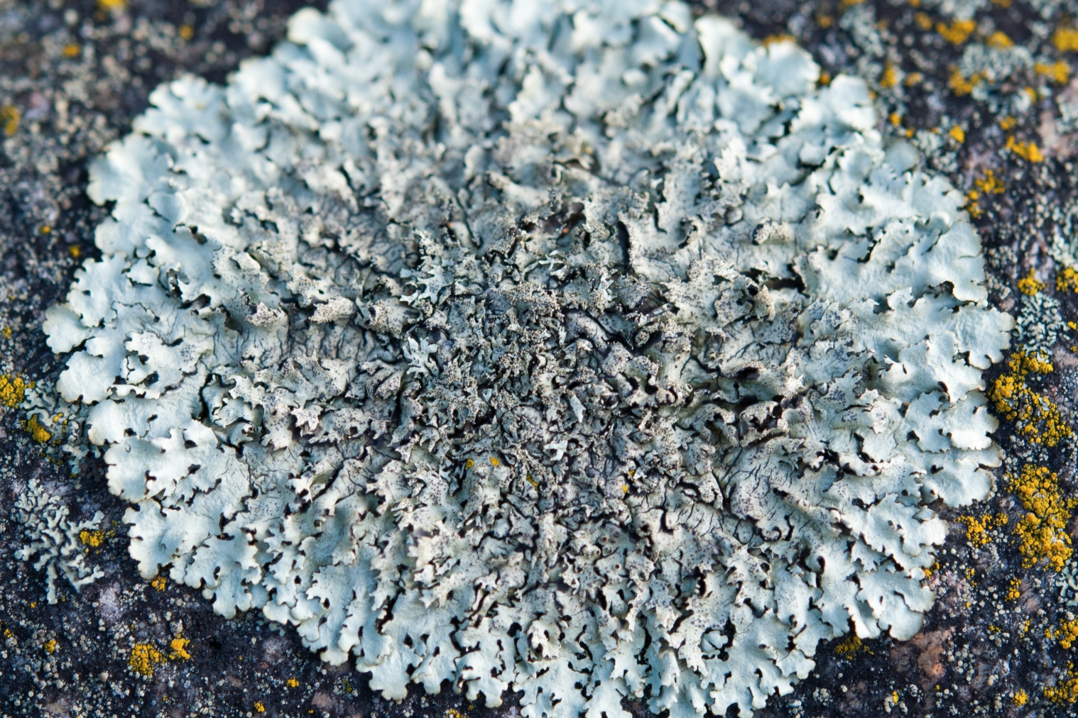 Lichene bianco su fondo grigio