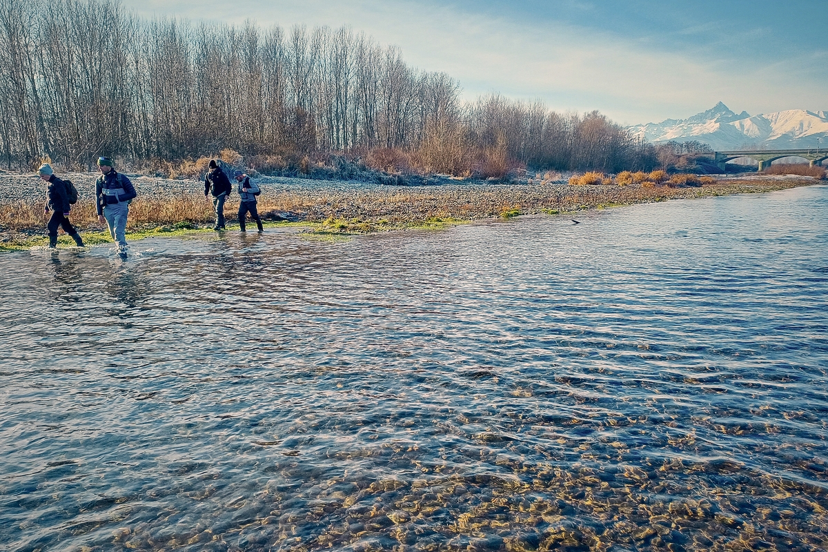 quattro persone in alveo fluviale mentre camminano intenti in attività di monitoraggio. sullo sfondo si vedono alberi tipici della zona fluviale, un alto a destra in lontananza un ponte sul torrente Pellice e il Monviso