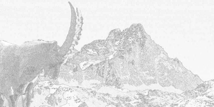 elaborazione grafica di una fotografia in cui si vede uno stambecco sulla sinistra e il Monviso sulla destra.