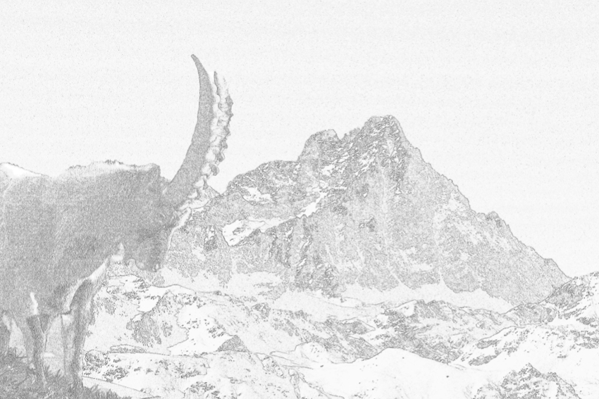 elaborazione grafica di una fotografia in cui si vede uno stambecco sulla sinistra e il Monviso sulla destra.