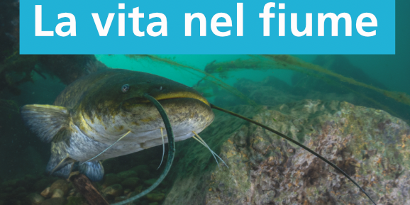 Dettaglio della locandina dell'evento, si vede un pesce siluro nelle acque di un fiume.