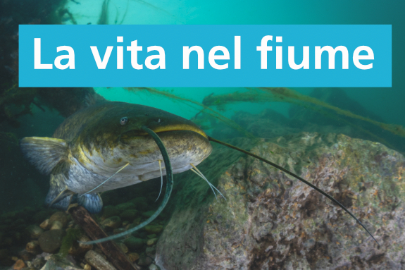 Dettaglio della locandina dell'evento, si vede un pesce siluro nelle acque di un fiume.