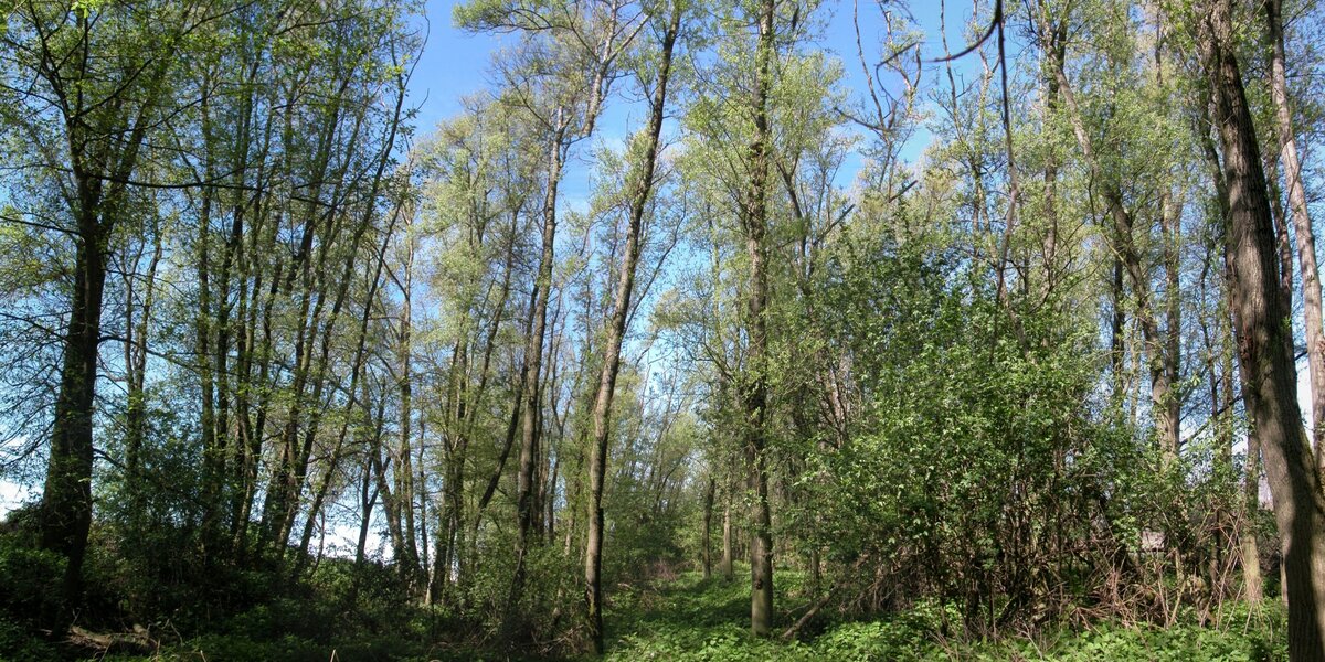 Bosco planiziale in primavera con alberi ad alto fusto dai tronchi sottili e slanciati, fogliame verde chiaro appena sbocciato, sottobosco rigoglioso e cielo blu sullo sfondo