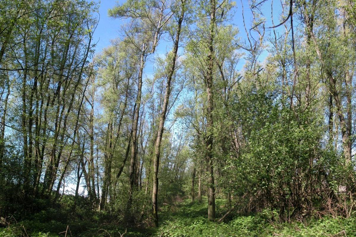 Bosco planiziale in primavera con alberi ad alto fusto dai tronchi sottili e slanciati, fogliame verde chiaro appena sbocciato, sottobosco rigoglioso e cielo blu sullo sfondo
