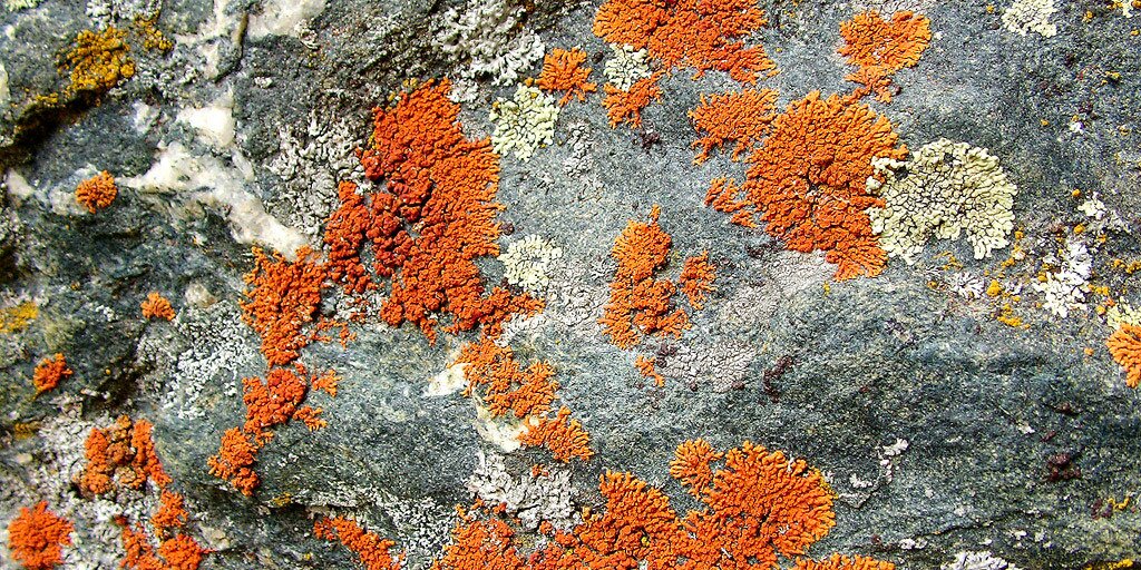 roccia con licheni color arancio