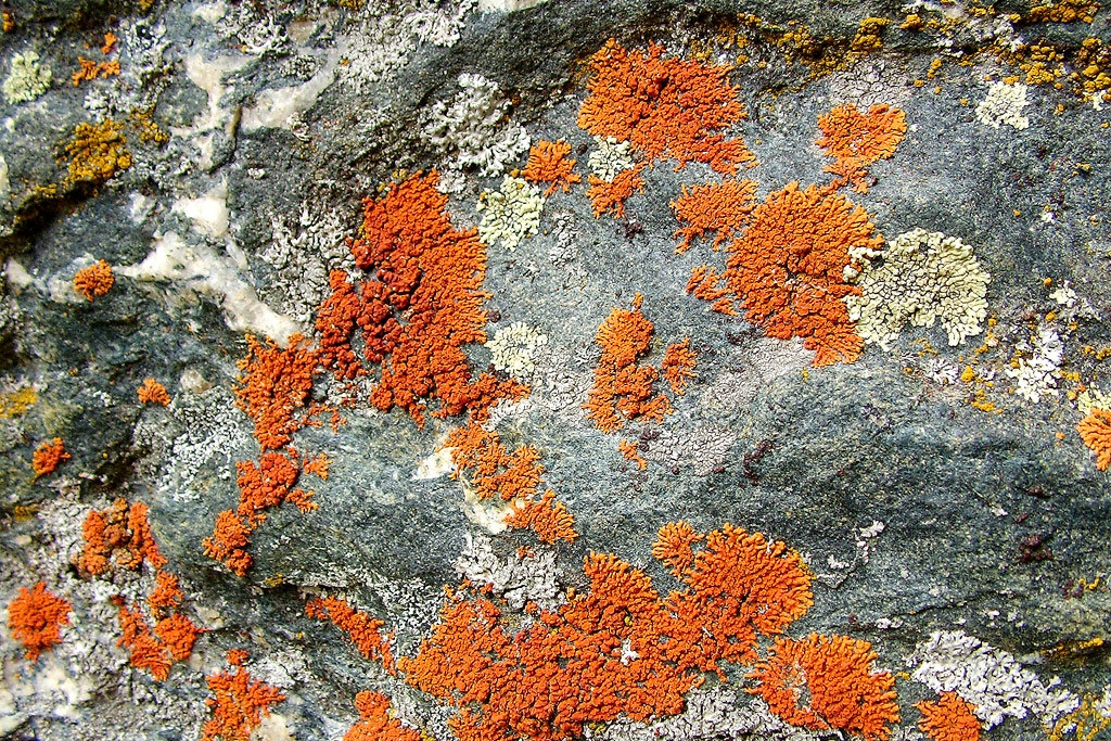 roccia con licheni color arancio