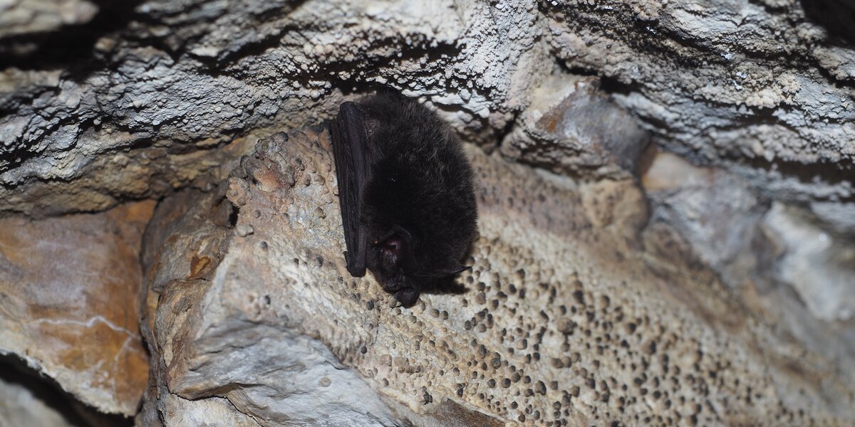 un esemplare di pipistrello della specie Barbastello nella grotta di Rio Martino