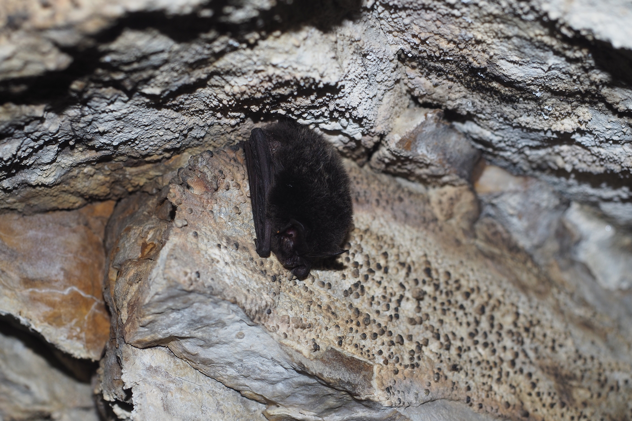 un esemplare di pipistrello della specie Barbastello nella grotta di Rio Martino