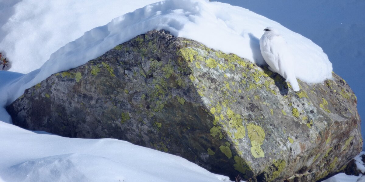 Una pernice bianca su una roccia in ambiente innevato