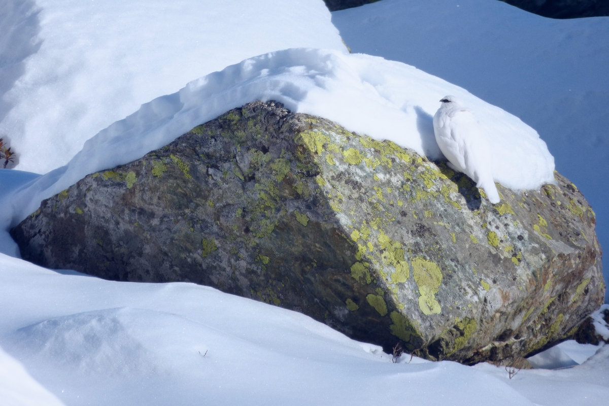 Una pernice bianca su una roccia in ambiente innevato