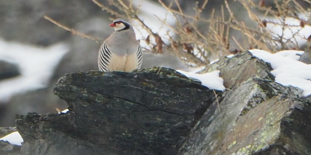 Una coturnice in ambiente montano.