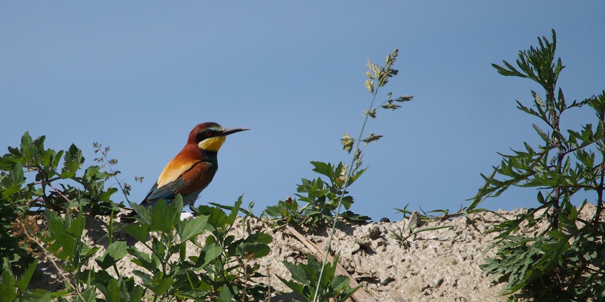 Un gruccione posato su un piccolo rilievo di terra, circondato da piante erbacee. Ha piumaggio vivace con toni marroni, gialli e azzurri. È rivolto di lato, con ampio cielo azzurro sfocato sullo sfondo.