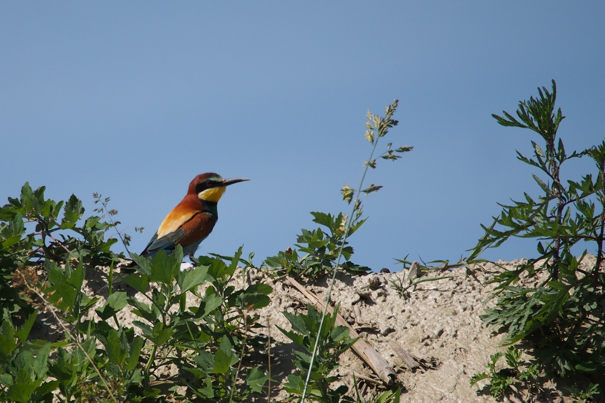 Un gruccione posato su un piccolo rilievo di terra, circondato da piante erbacee. Ha piumaggio vivace con toni marroni, gialli e azzurri. È rivolto di lato, con ampio cielo azzurro sfocato sullo sfondo.