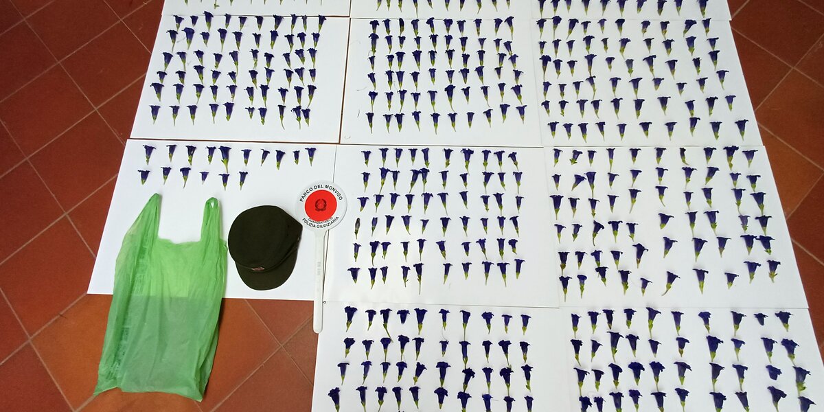 Vista dall’alto di numerosi fiori blu-violacei, genziane della varietà acaulis, disposti ordinatamente in file su grandi fogli bianchi appoggiati a terra. I fogli occupano quasi tutto il pavimento in piastrelle rosse e contengono centinaia di fiori separati e allineati. In basso a sinistra si vedono un sacchetto di plastica verde, un cappello verde scuro e una paletta circolare con il logo del Parco del Monviso – Polizia Giudiziaria.