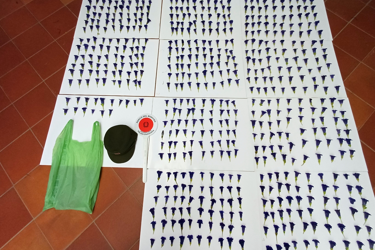 Vista dall’alto di numerosi fiori blu-violacei, genziane della varietà acaulis, disposti ordinatamente in file su grandi fogli bianchi appoggiati a terra. I fogli occupano quasi tutto il pavimento in piastrelle rosse e contengono centinaia di fiori separati e allineati. In basso a sinistra si vedono un sacchetto di plastica verde, un cappello verde scuro e una paletta circolare con il logo del Parco del Monviso – Polizia Giudiziaria.