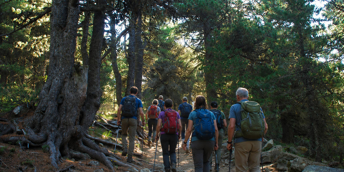 Un gruppo di escursionisti, uomini e donne di età diverse, cammina lungo un sentiero di montagna all’interno di un fitto bosco di conifere. I partecipanti sono ripresi di spalle, con zaini e bastoncini da trekking, mentre procedono su un percorso leggermente in salita tra radici affioranti e rocce. La luce del sole filtra tra i rami degli alberi, illuminando a tratti il sentiero e creando un’atmosfera tranquilla e immersa nella natura. Sul lato sinistro dell’immagine si distingue il grande tronco nodoso di un vecchio pino cembro.
