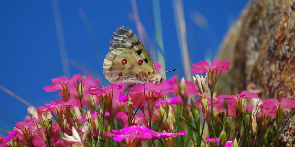 farfalla su fiori fucsia