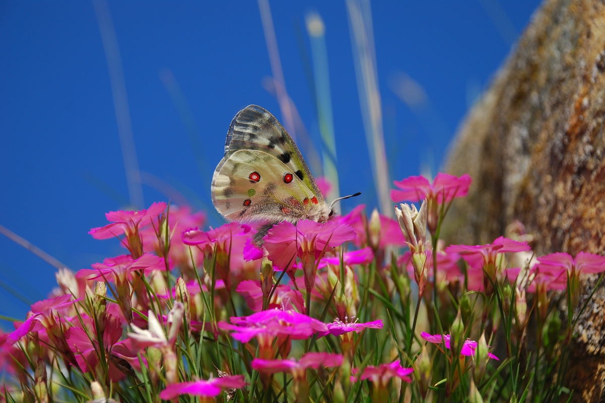 farfalla su fiori fucsia