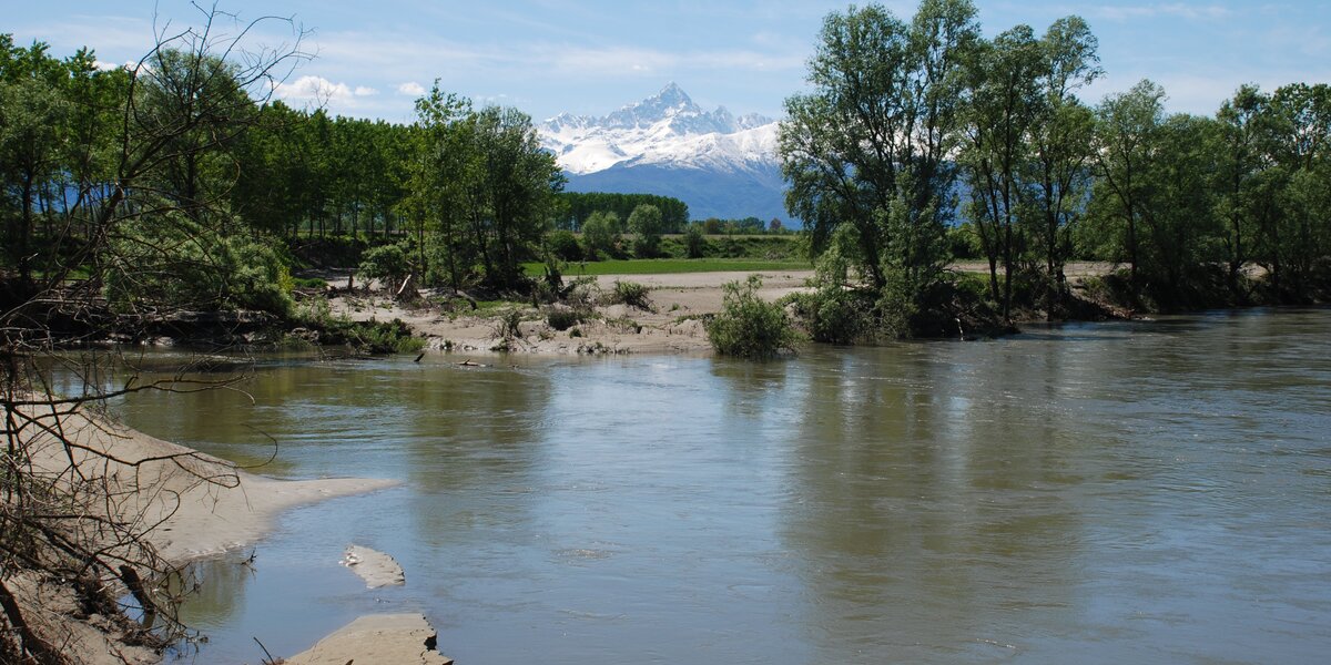 un tratto di fiume con acque calme; attraverso la vegetazione ripariale emerge la mole del Monviso