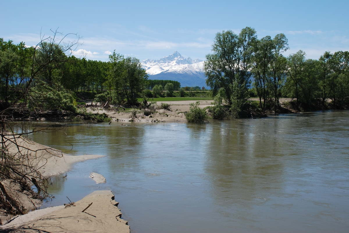 un tratto di fiume con acque calme; attraverso la vegetazione ripariale emerge la mole del Monviso