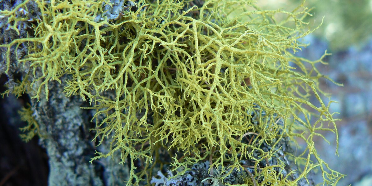 Un primo piano del lichene verde-giallastro brillante che cresce sulla corteccia di un albero.