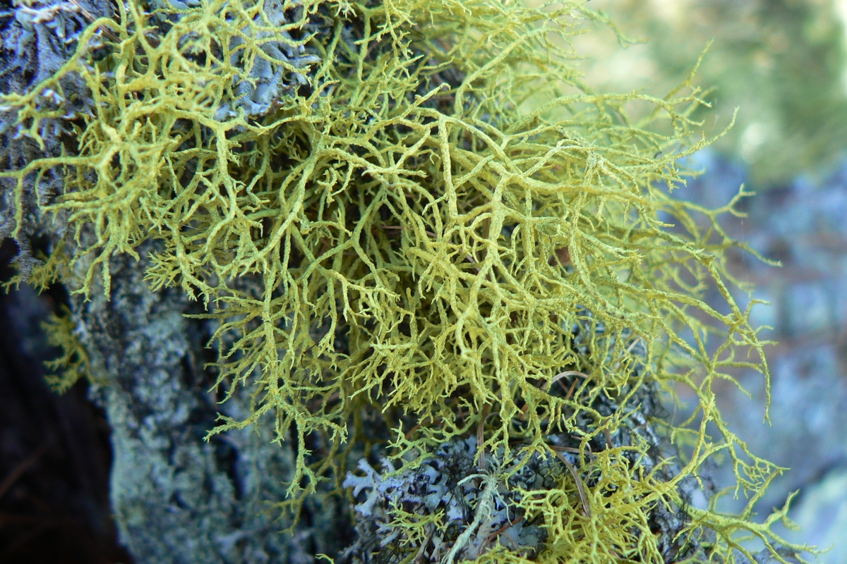 Un primo piano del lichene verde-giallastro brillante che cresce sulla corteccia di un albero.