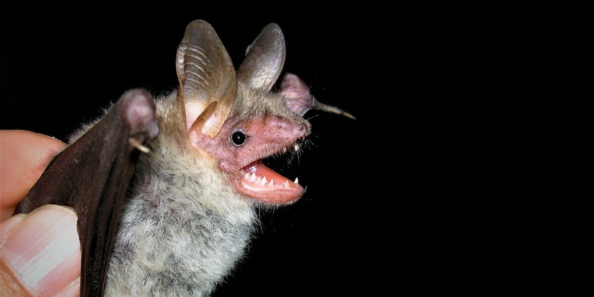 Un pipistrello su sfondo nero