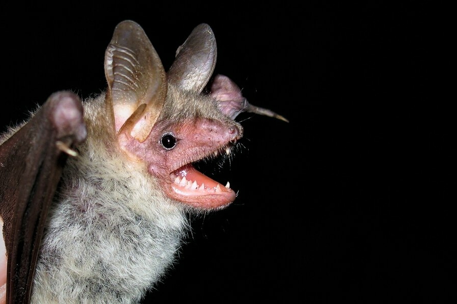 Un pipistrello su sfondo nero