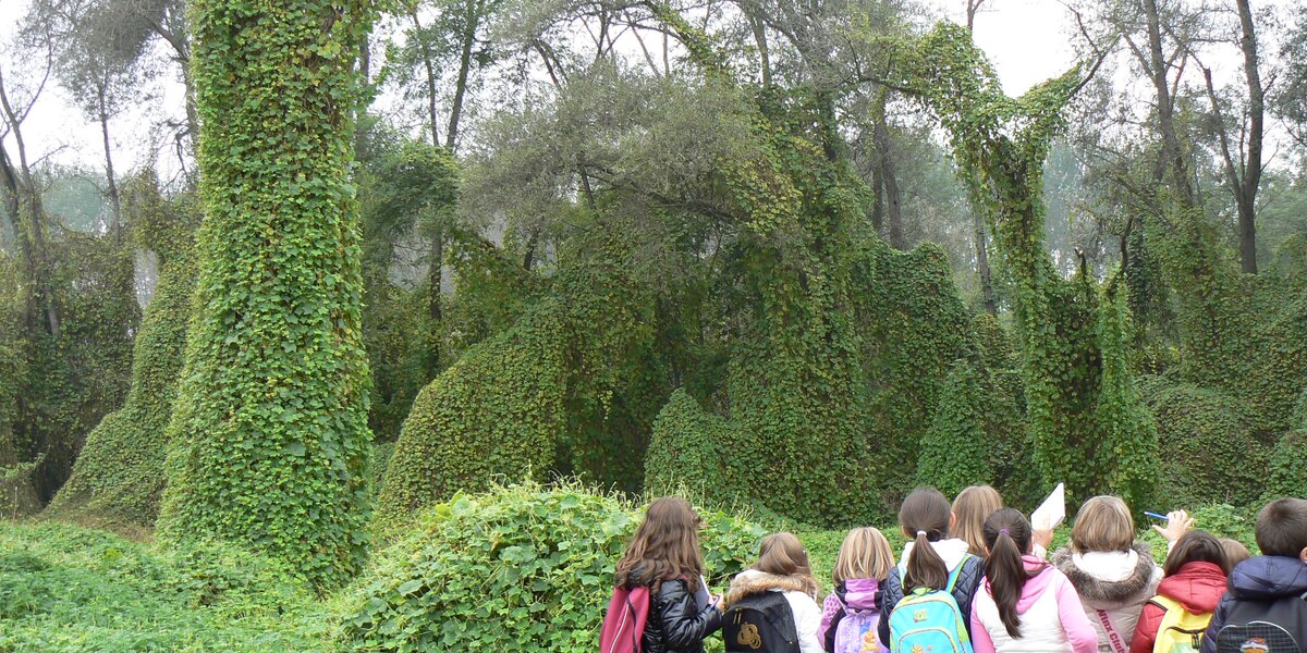 Fotografia scattata di spalle a un gruppo di bambini con zaini colorati, fermi davanti a un fitto bosco. Gli alberi sullo sfondo sono interamente avvolti da una massiccia copertura di rampicante verde. Alcuni bambini tengono in mano dei fogli.
