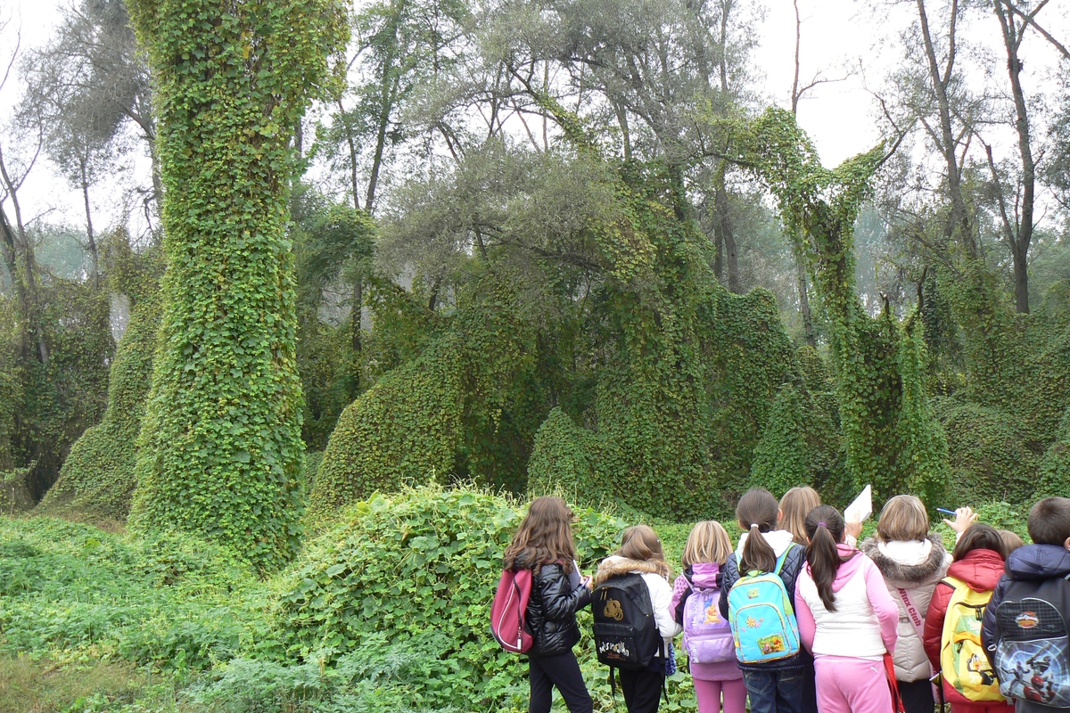 Fotografia scattata di spalle a un gruppo di bambini con zaini colorati, fermi davanti a un fitto bosco. Gli alberi sullo sfondo sono interamente avvolti da una massiccia copertura di rampicante verde. Alcuni bambini tengono in mano dei fogli.