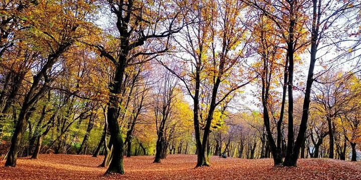 Un bosco in pieno autunno con il terreno interamente coperto da un folto strato di foglie secche rossastre e marroni, circondato da alti alberi spogli con chiome dai toni dorati e arancioni.