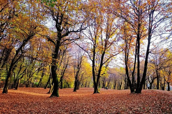 Un bosco in pieno autunno con il terreno interamente coperto da un folto strato di foglie secche rossastre e marroni, circondato da alti alberi spogli con chiome dai toni dorati e arancioni.