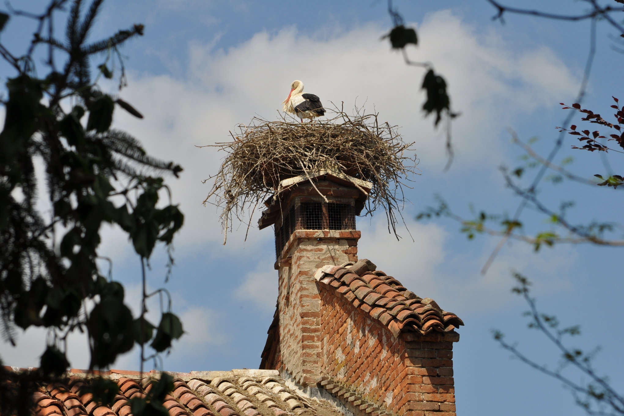 al centro della foto si trova un camino in mattoni sul quale è stato creato un nido di cicogna: un esemplare vi si trova proprio sopra.