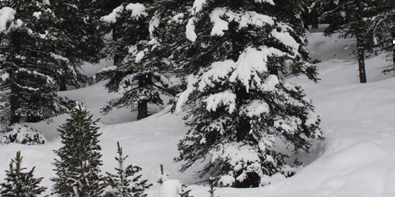 Larici coperti di neve che ricopre copiosa anche il terreno