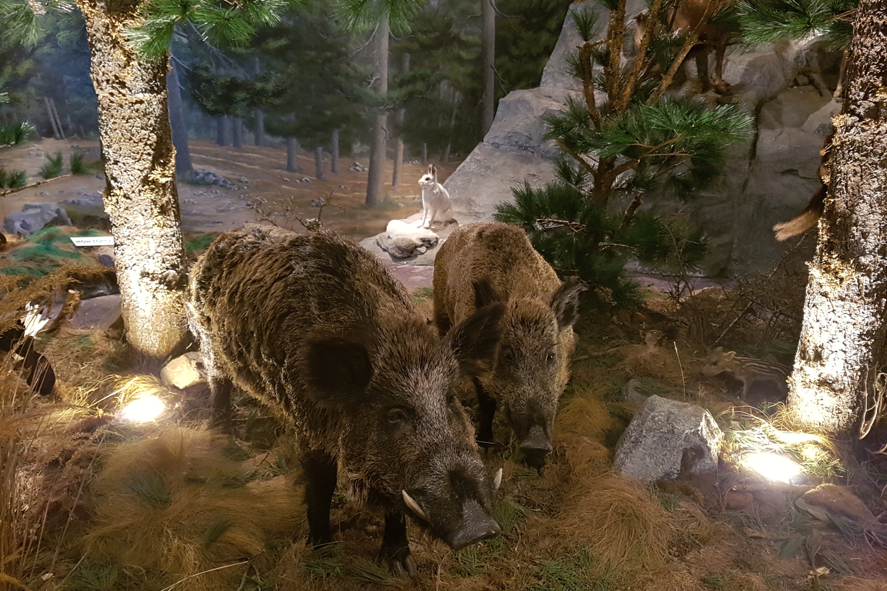 Immagine con descrizione mancante