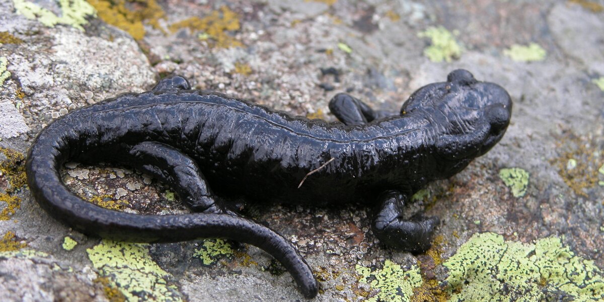Una salamandra di lanza, anfibio nero su una roccia