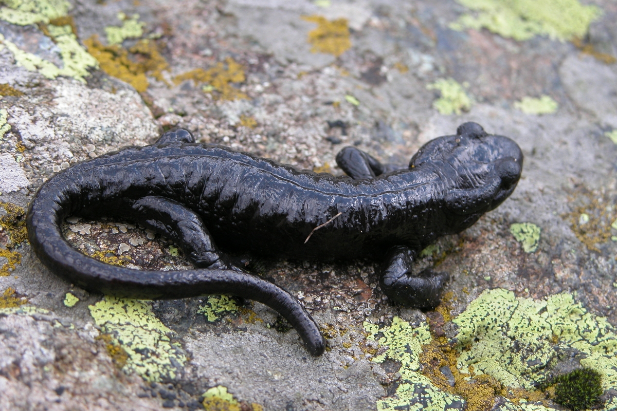 Una salamandra di lanza, anfibio nero su una roccia