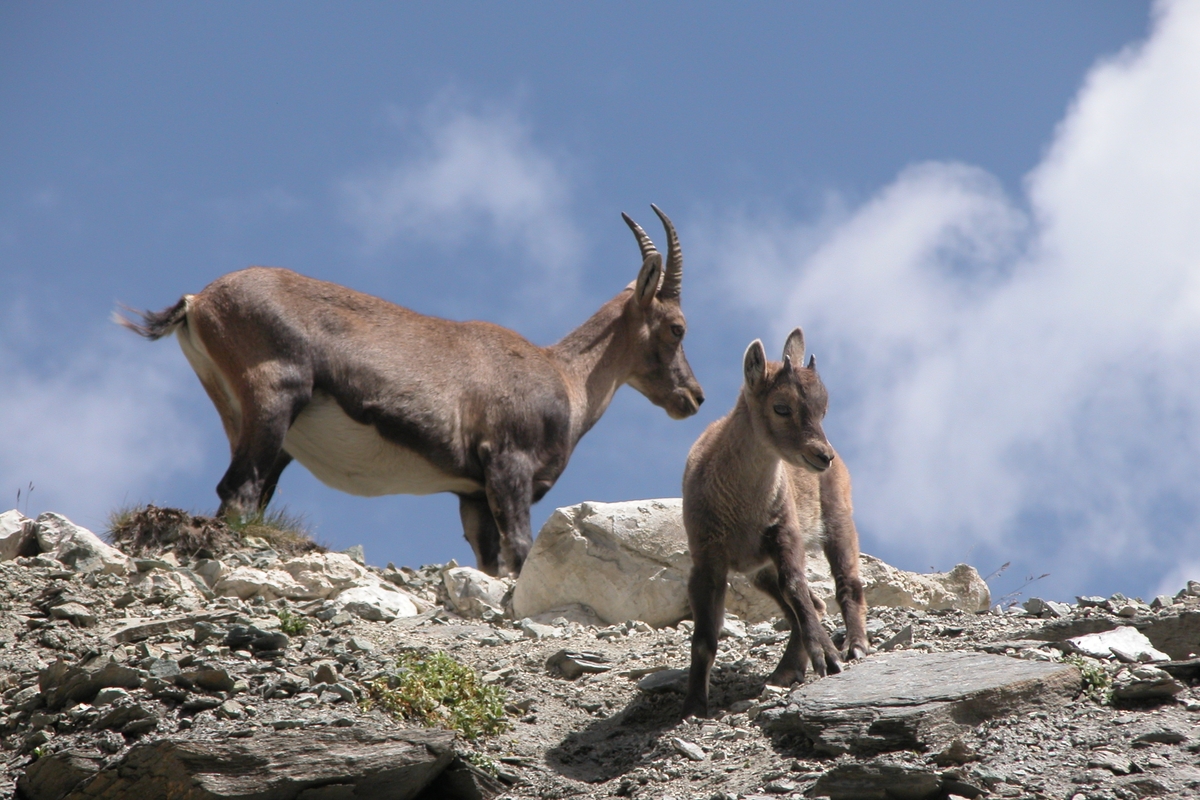 Uno stambecco femmina a sinistra e un cucciolo a destra su delle rocce. sullo sfondo cielo azzurro con qualche nuvola bianca