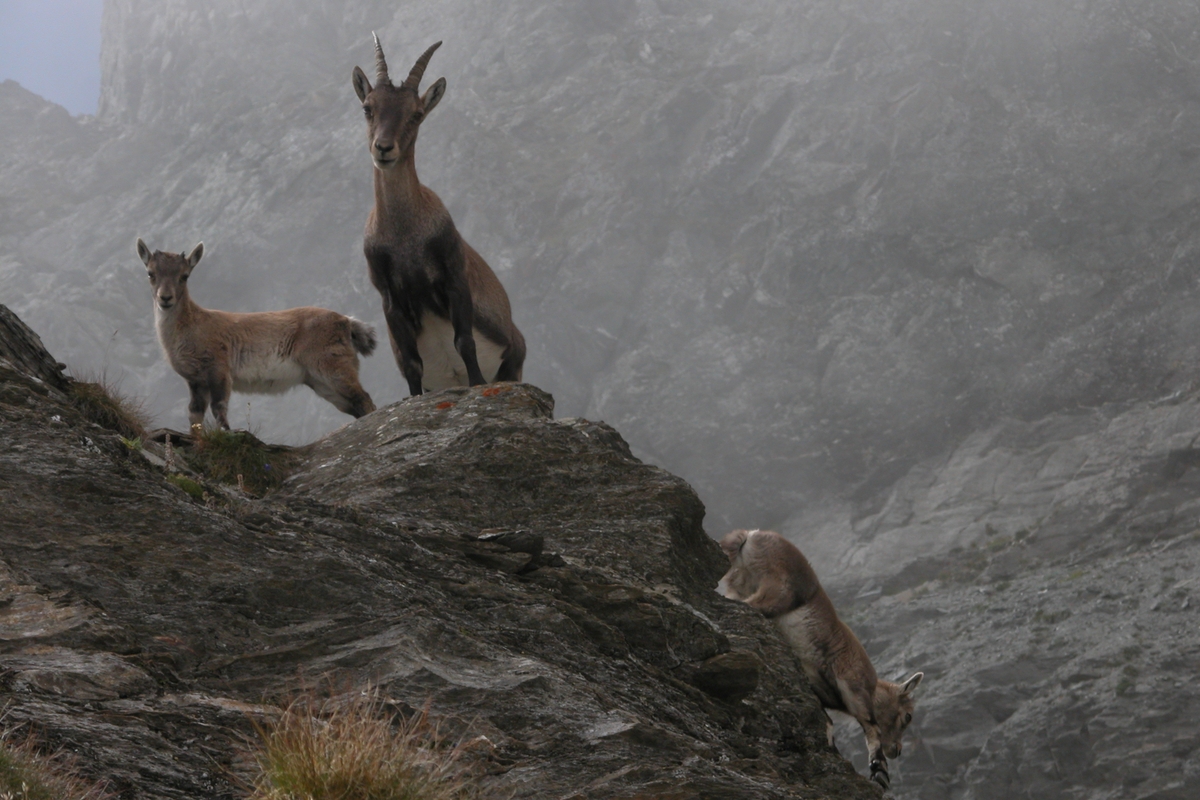 Una femmina di stambecco al centro con due piccoli su delle rocce. sullo sfondo altre rocce tra la nebbia