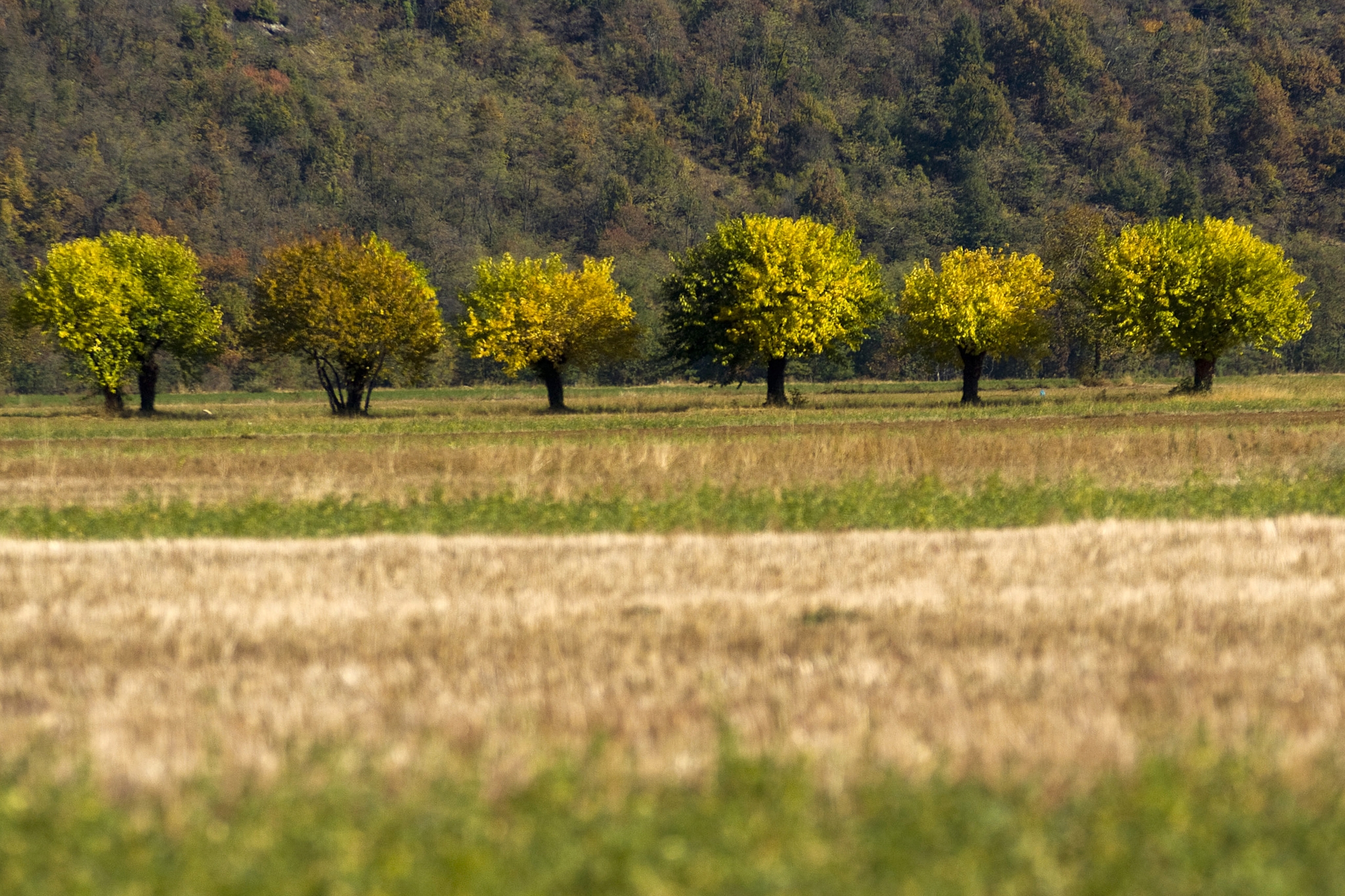Filare di alberi con foglie verdi e gialle in un prato, sullo sfondo collina boscata