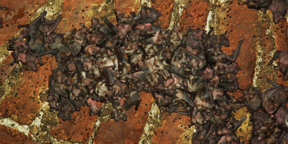 un fitto gruppo di pipistrelli sulle volte di pietra dell'abbazia di staffarda