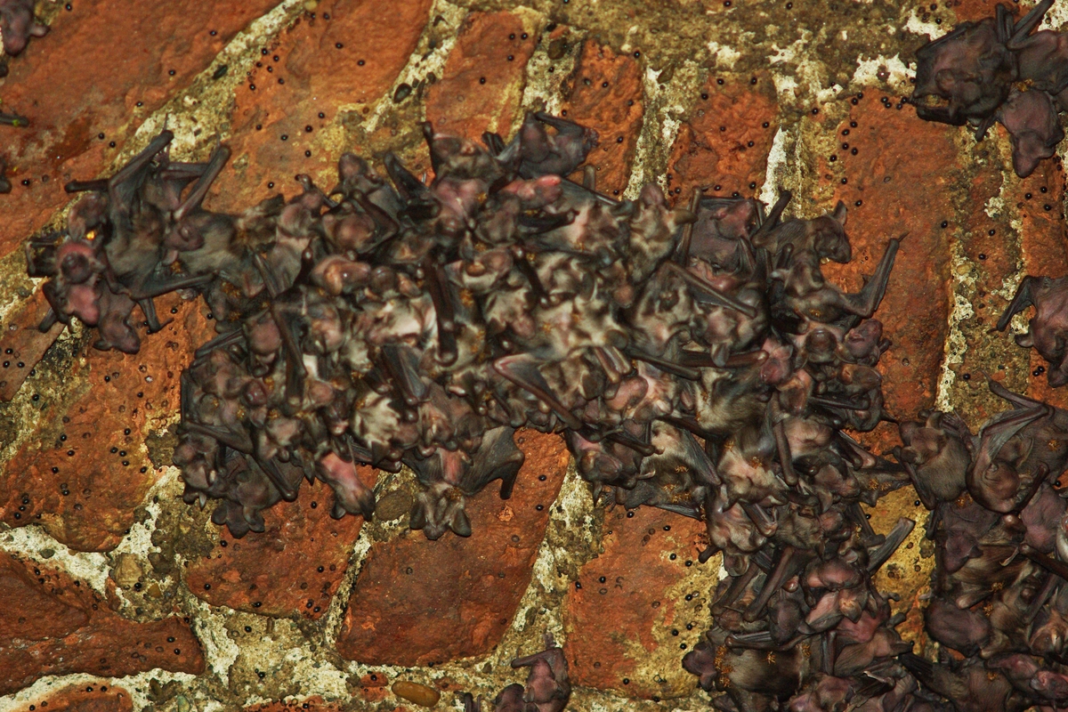 un fitto gruppo di pipistrelli sulle volte di pietra dell'abbazia di staffarda