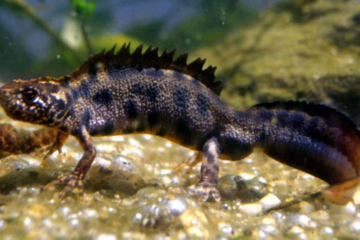 un tritone crestato in acqua