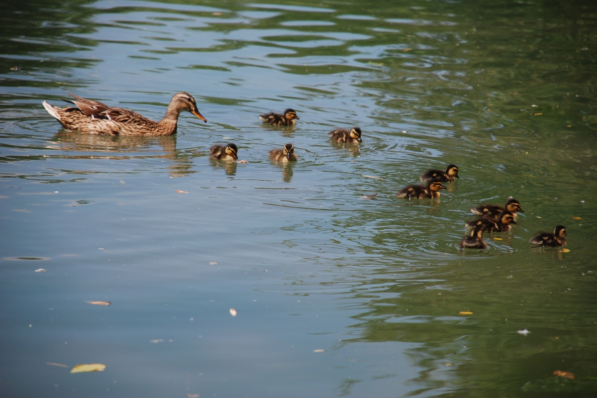 A sinistra una femmina di germano reale in acqua, davanti a lei 10 piccoli la precedono