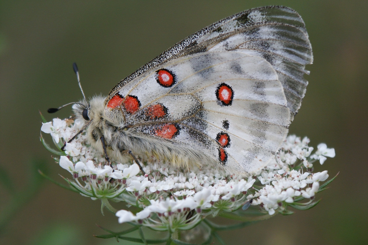 una farfalla apollo con le ali bianche a macchie rosse su un'ombrellifera bianca